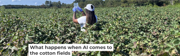 A researcher works in a cotton field in Jenkins County, Georgia, as part of a project on AI and pesticide use. Dorothy Seybold